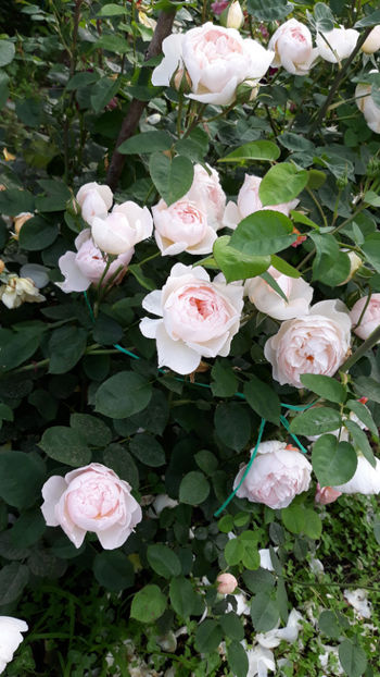  - GENTLE HERMIONE David Austin 3