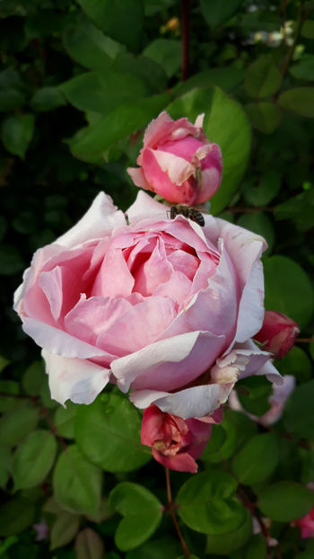  - BROTHER CADFAEL David Austin 3