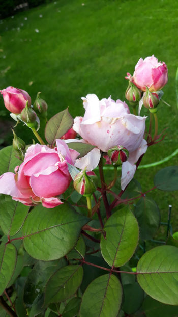  - BROTHER CADFAEL David Austin 3