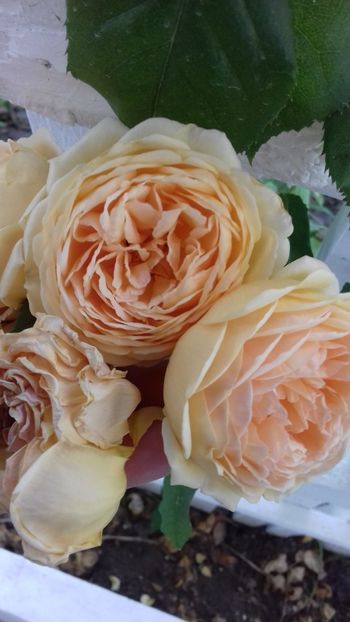  - Crown Princess Margareta