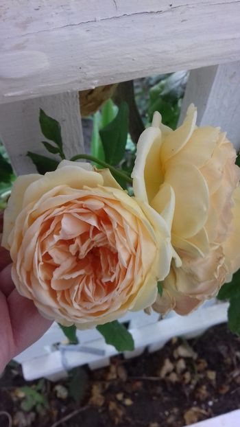  - Crown Princess Margareta