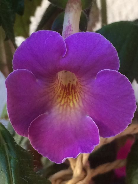 28.06.2019 - BriDs Gabriela