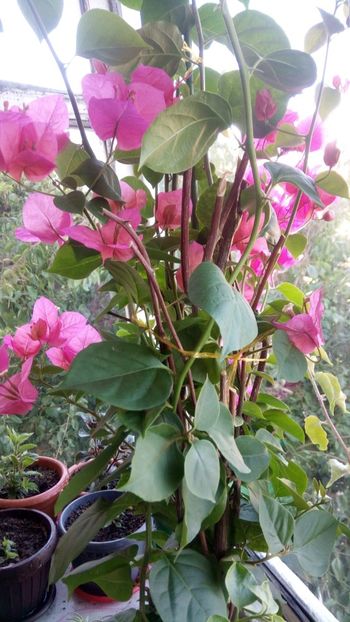 IMG-20190628-WA0004 - Bougainvillea