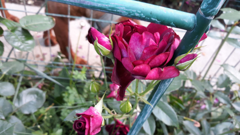  - BURGUNDY ICEBERG Edgar Norman Swane 2