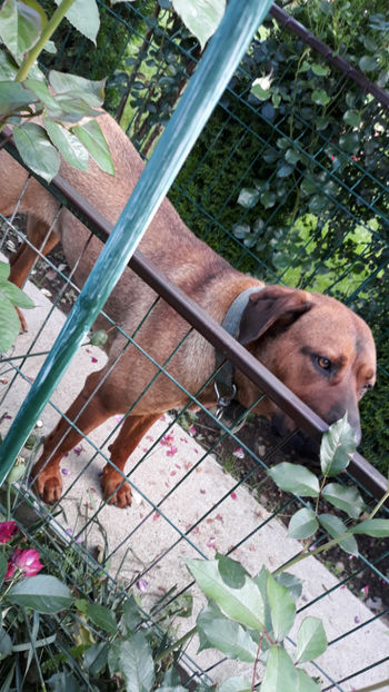  - 1 CATELUSELE NOASTRE