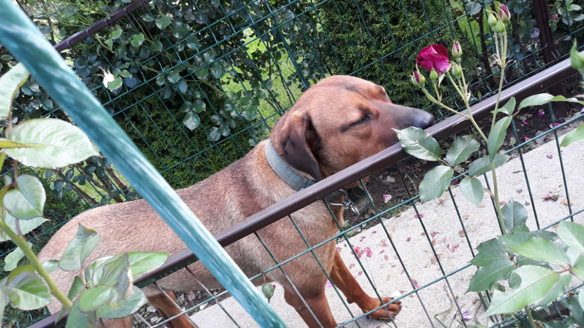  - 1 CATELUSELE NOASTRE