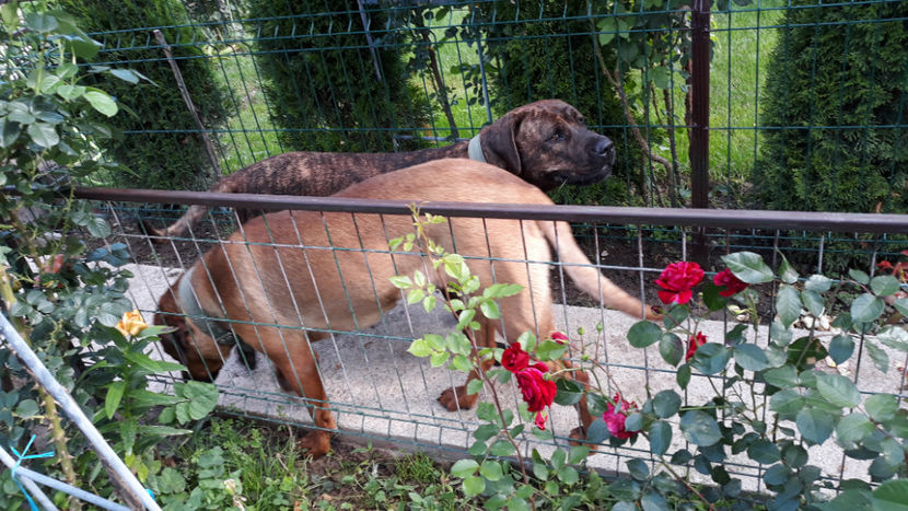  - 1 CATELUSELE NOASTRE