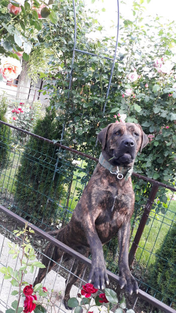  - 1 CATELUSELE NOASTRE