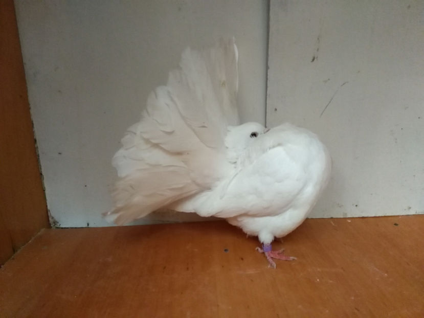 F.2017 - Porumbei  vinduti