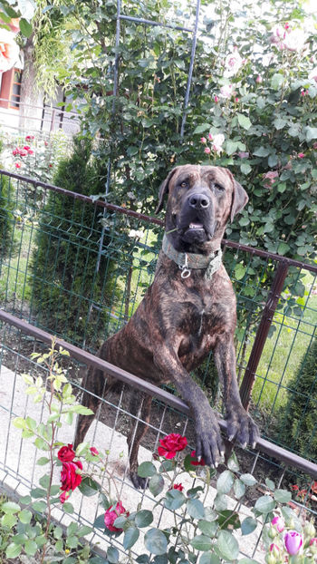  - 1 CATELUSELE NOASTRE