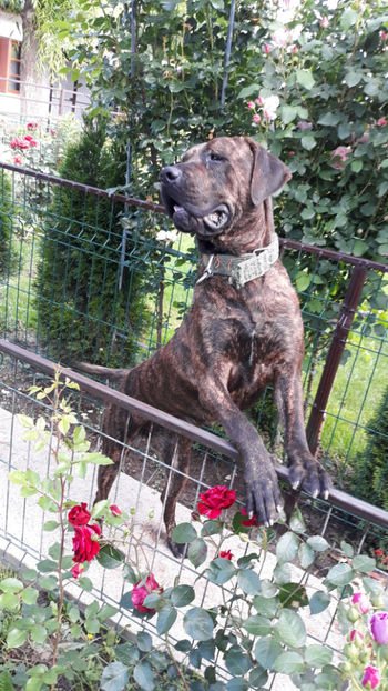  - 1 CATELUSELE NOASTRE