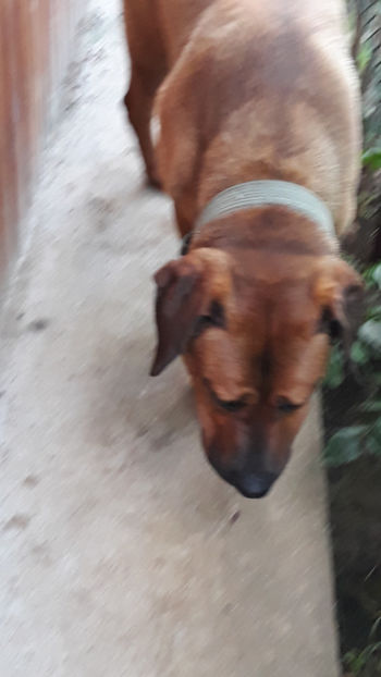  - 1 CATELUSELE NOASTRE