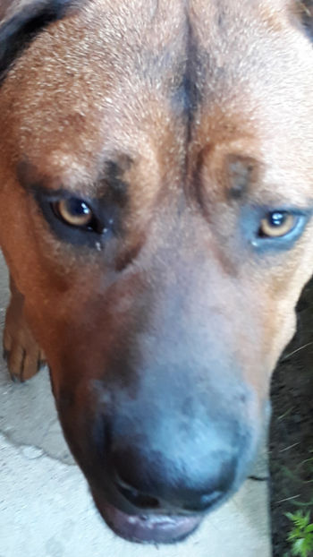  - 1 CATELUSELE NOASTRE