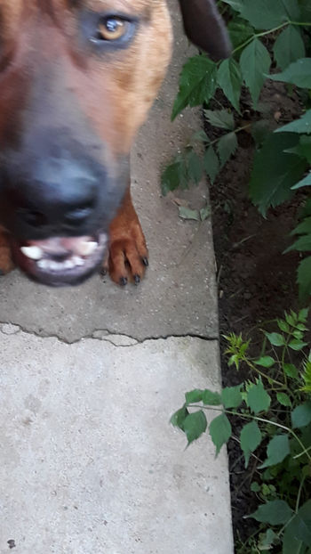  - 1 CATELUSELE NOASTRE