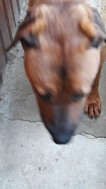  - 1 CATELUSELE NOASTRE