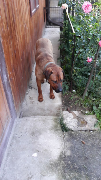  - 1 CATELUSELE NOASTRE