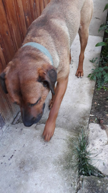  - 1 CATELUSELE NOASTRE