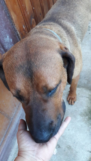  - 1 CATELUSELE NOASTRE