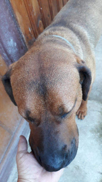  - 1 CATELUSELE NOASTRE