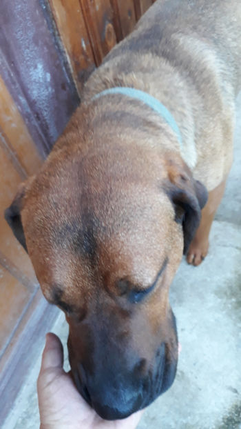  - 1 CATELUSELE NOASTRE