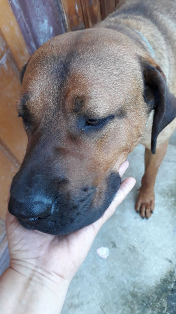  - 1 CATELUSELE NOASTRE