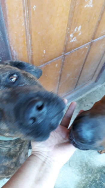  - 1 CATELUSELE NOASTRE