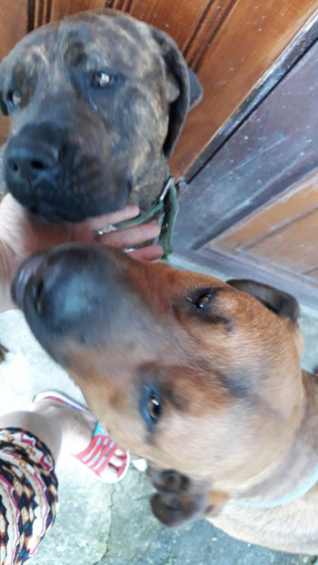  - 1 CATELUSELE NOASTRE