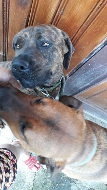  - 1 CATELUSELE NOASTRE