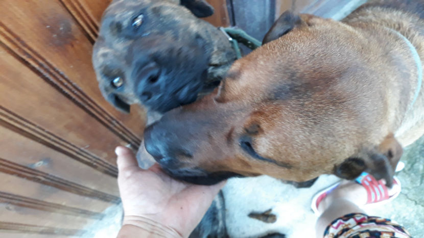  - 1 CATELUSELE NOASTRE