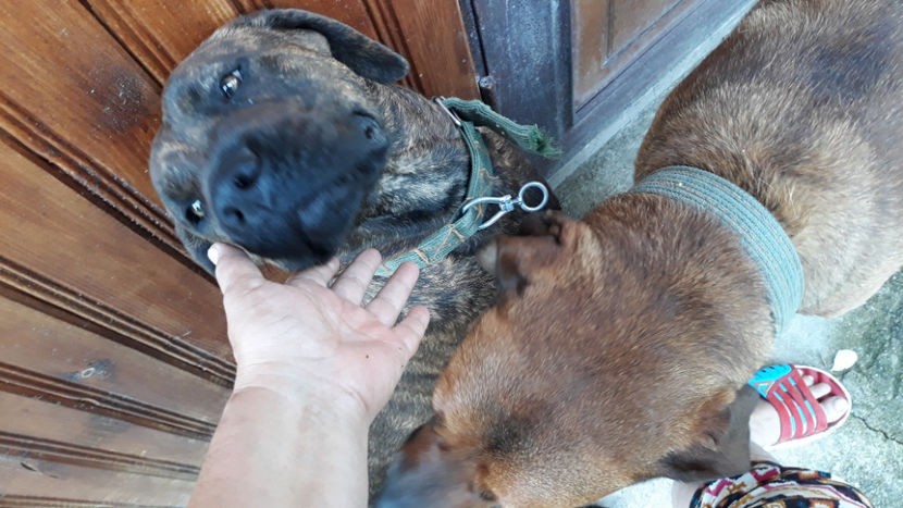  - 1 CATELUSELE NOASTRE