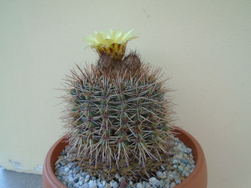 Notocactus bommeljei (Parodia tabularis) - Cactusi 2019 bis