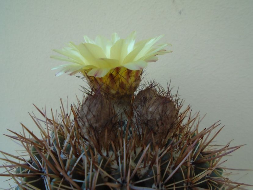 Notocactus bommeljei (Parodia tabularis) - Cactusi 2019 bis