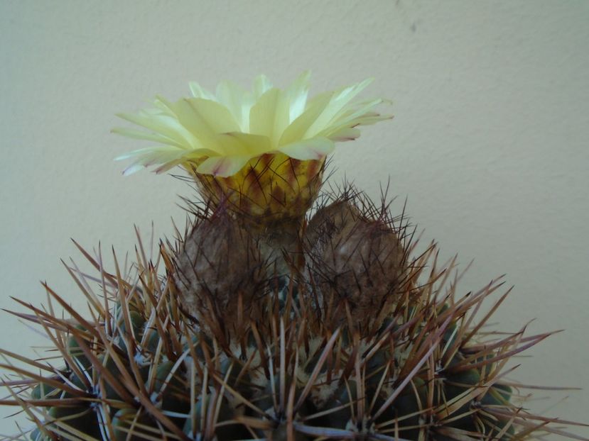 Notocactus bommeljei (Parodia tabularis) - Cactusi 2019 bis
