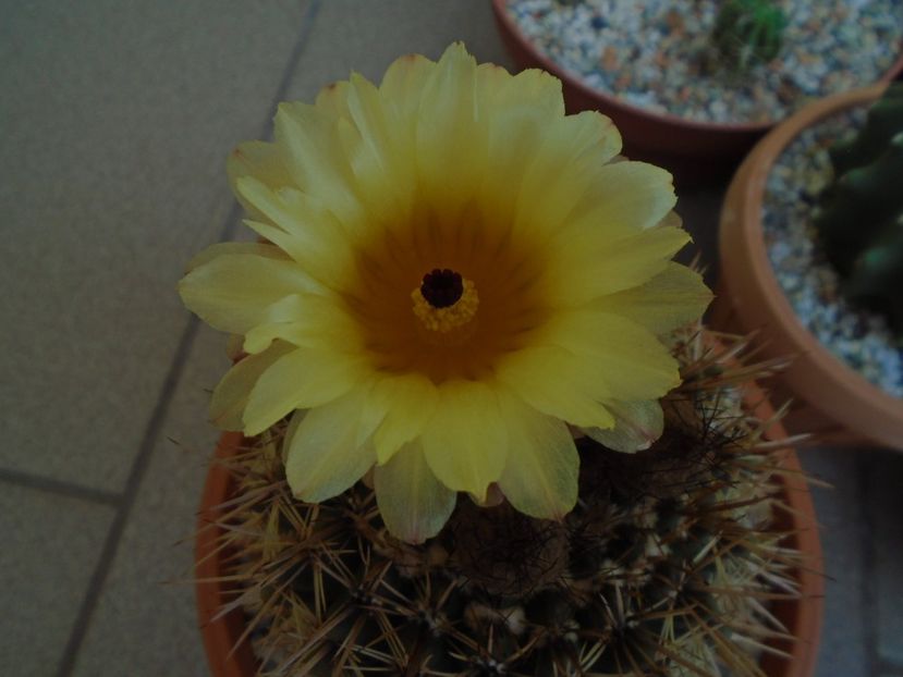 Notocactus bommeljei (Parodia tabularis) - Cactusi 2019 bis
