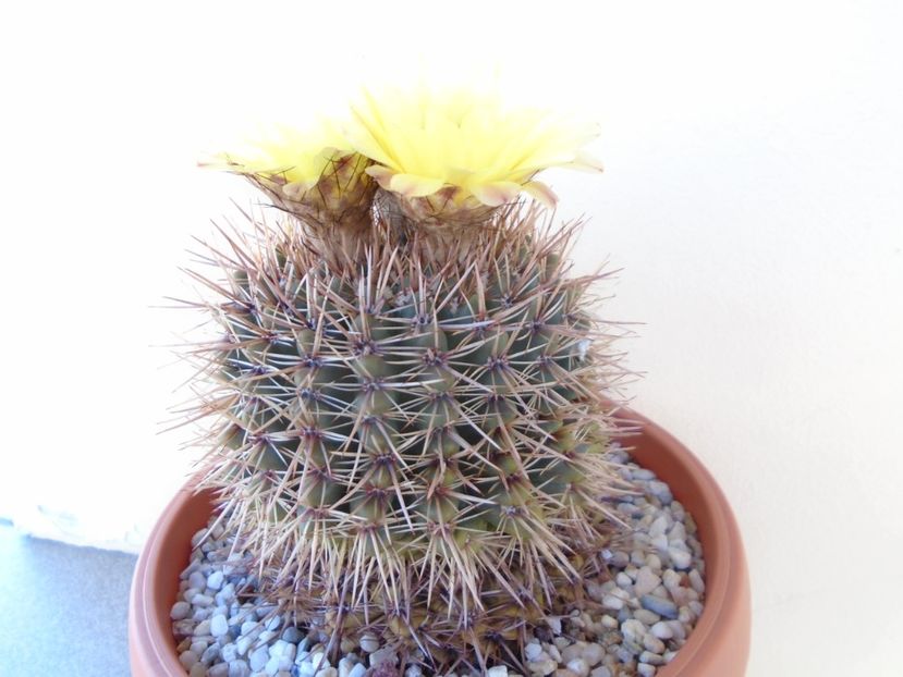 Notocactus bommeljei (Parodia tabularis) - Cactusi 2019 bis
