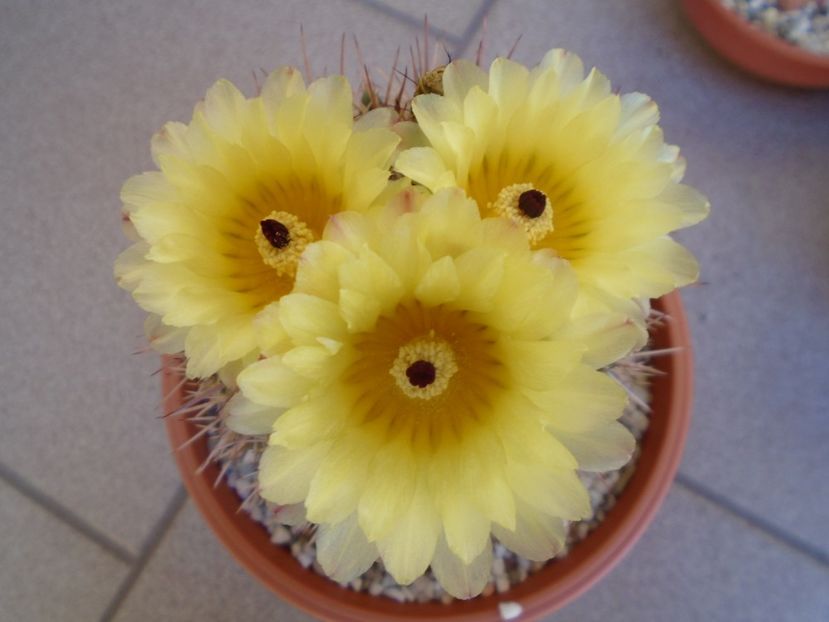 Notocactus bommeljei (Parodia tabularis) - Cactusi 2019 bis