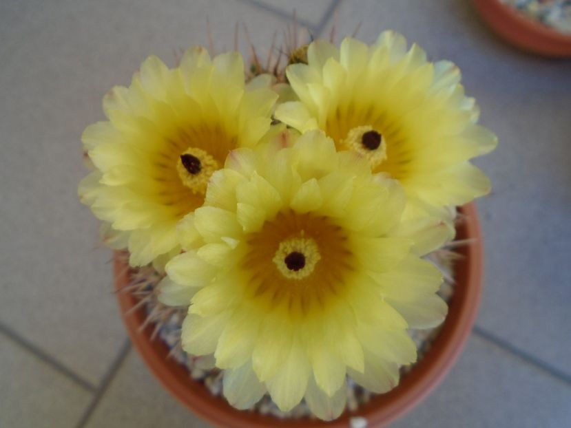 Notocactus bommeljei (Parodia tabularis) - Cactusi 2019 bis