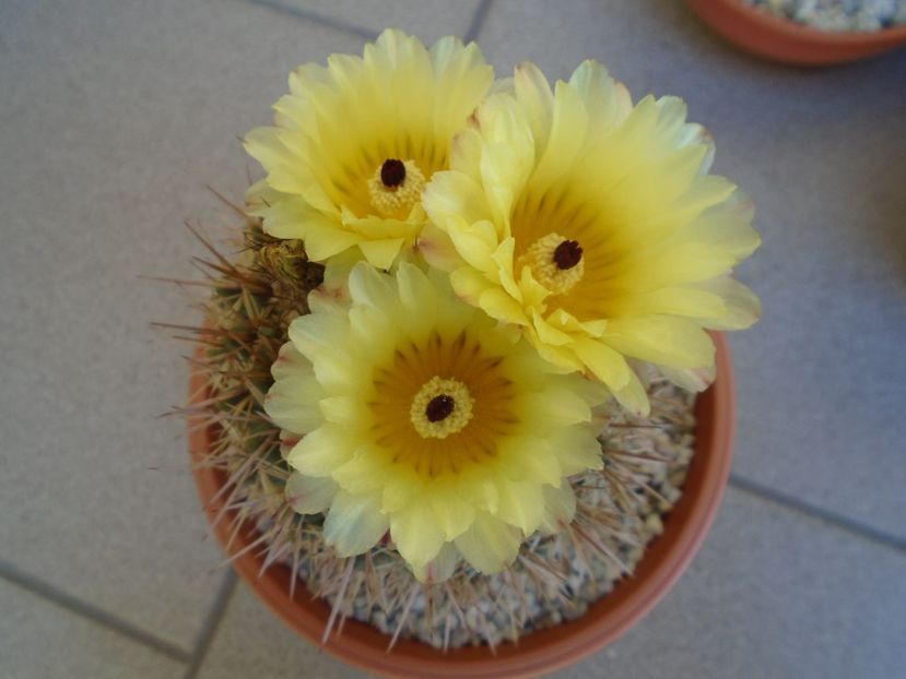 Notocactus bommeljei (Parodia tabularis) - Cactusi 2019 bis
