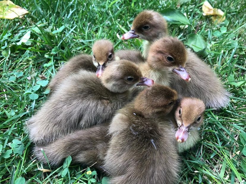 Stranepoti din Rudolf - Bomboane asortate 2019