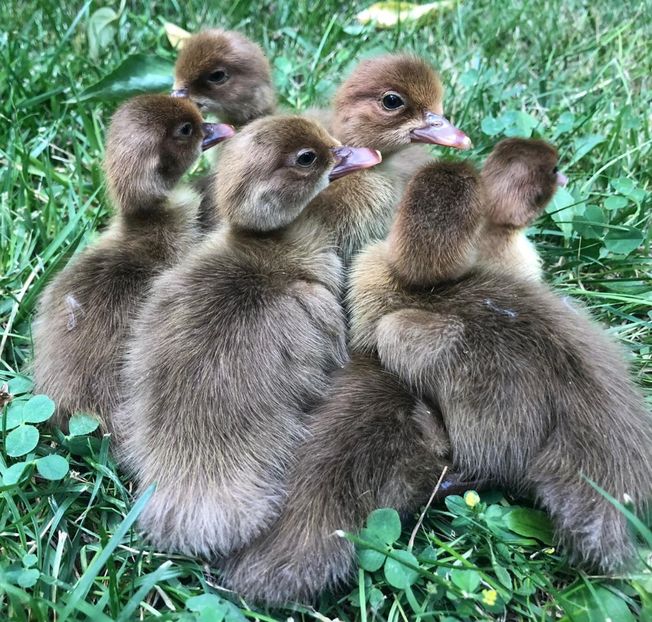 Nepoti din Matthias - Bomboane asortate 2019