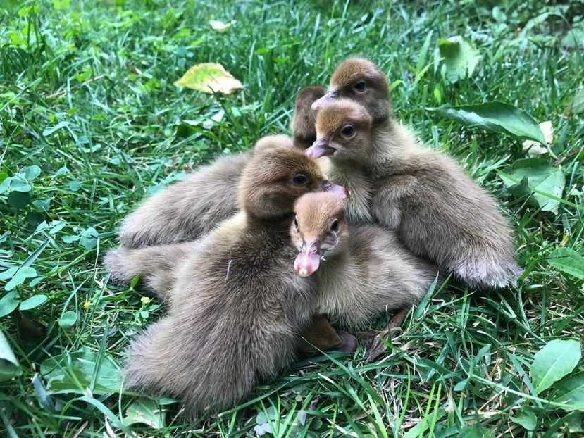 Fii din Ulise - Bomboane asortate 2019