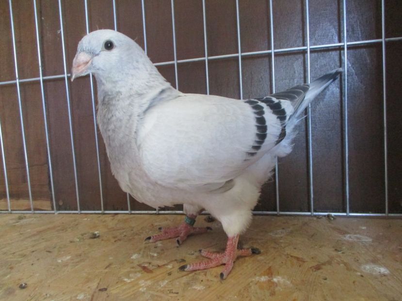 10240-19 - Tineret 2019