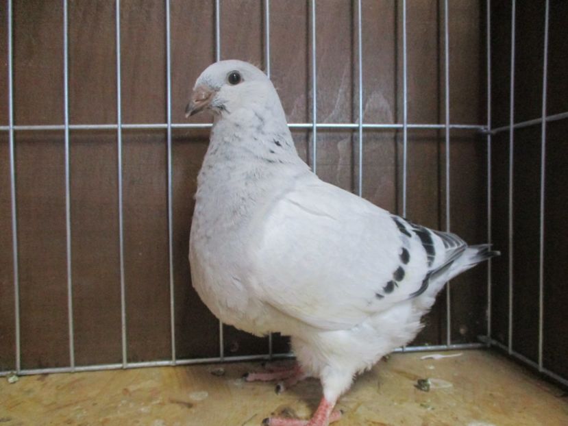 10244-19 - Tineret 2019