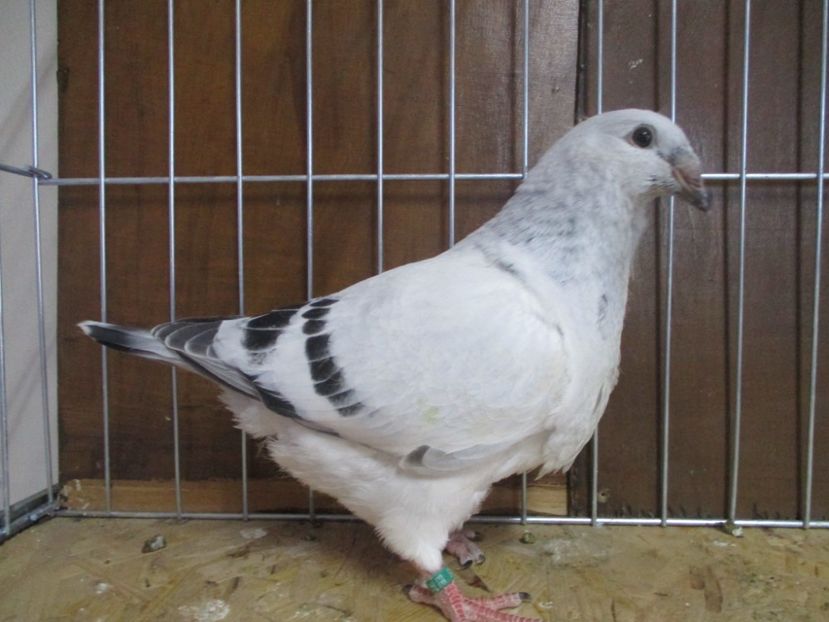 10245-19 - Tineret 2019