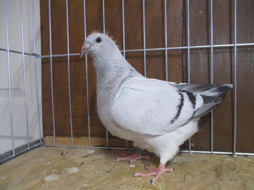 10246-19 - Tineret 2019