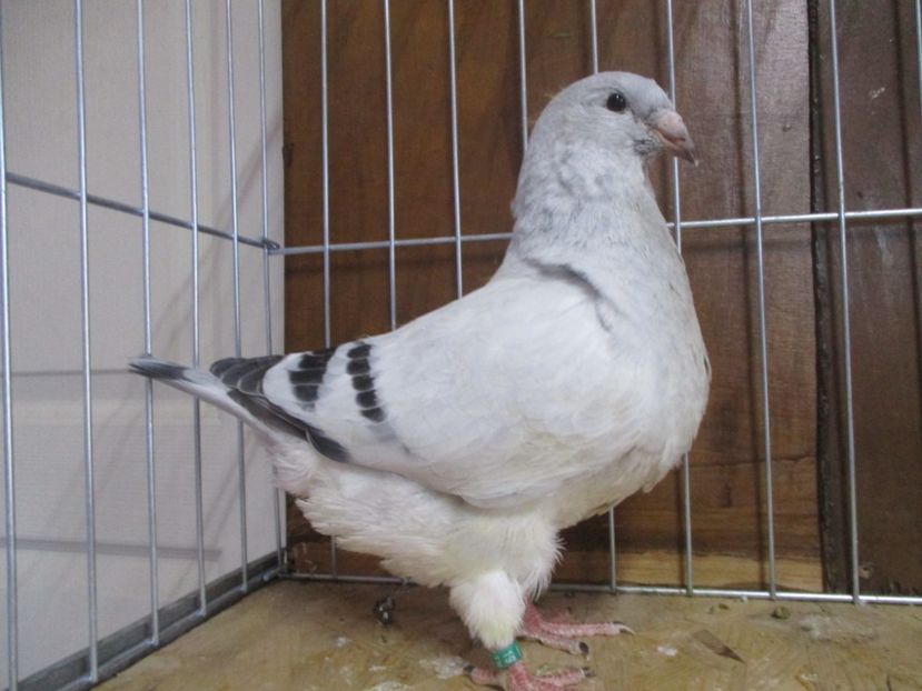 10247-19 - Tineret 2019