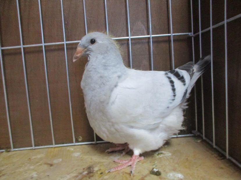 10248-19 - Tineret 2019