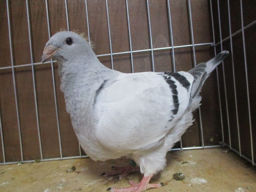 10250-19 - Tineret 2019