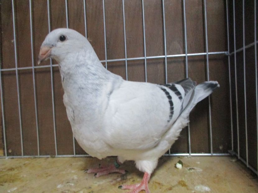 04000-19 - Tineret 2019