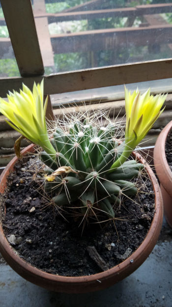 28.06.2019 - Mammillaria longimamma